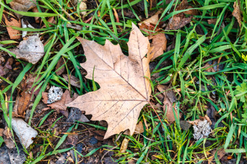 Hoja de otoño