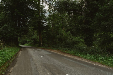 Obraz premium Empty country asphalt road passing through the green forest in the region of Normandy, France. Nature in summer, countryside landscape, transportation and road network concept.