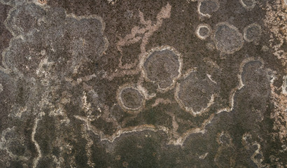 Abstract of fungus texture on the dirty wall in texture background concept.
