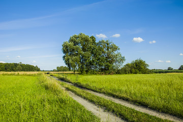 Long road through meadow and trees