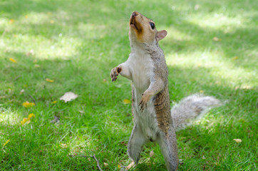 Squirrel