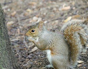 Squirrel