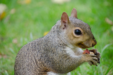Squirrel