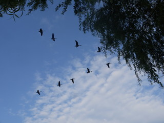 Geese