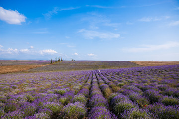 Fototapeta na wymiar lavender flower purple lavender field in Provence blue sky