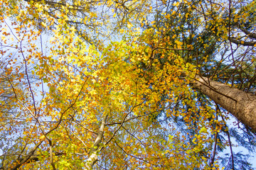 Fototapeta premium Beech Leaves changing color in the Autumn Sunshine, view from below