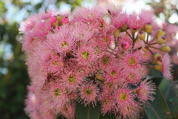 Pinke Blumenpracht © Andreas