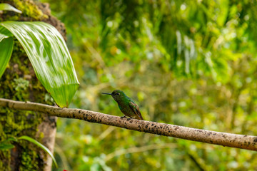 Kolibries in Kolumbien auf Ast in Salanto