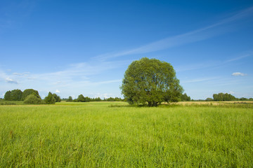 Large tree on a green meadow