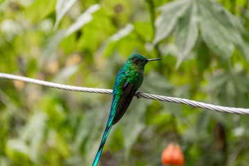 Kolibries in Kolumbien auf Leine in Salanto