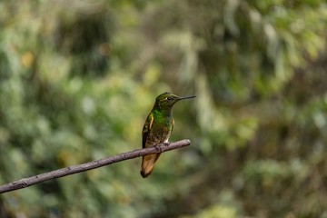 Kolibries in Kolumbien auf Ast in Salanto