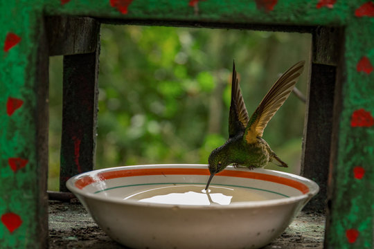 Kolibries in Kolumbien auf Ast in Salanto bei einem Flügelschlag