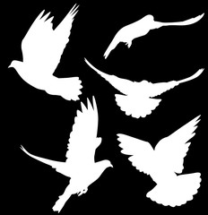 pigeon white isolated five silhouettes