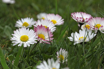 P&acirc;querettes fra&icirc;ches 