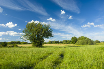 Fototapeta na wymiar Road through a meadow, a tree and clouds