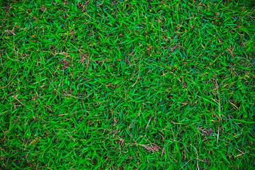 Top view green nature grass freshness concept