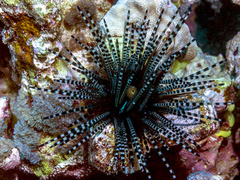 long-spined sea urchin