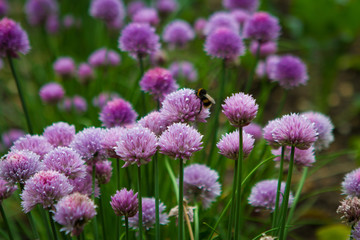 Bee wandering among purple wildflowers