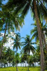 Fototapeta na wymiar Coconut palm tree blue sky