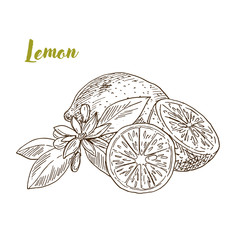 Lemons, slice and flower, hand drawn