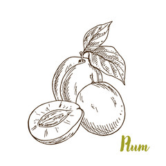 Plums, hand drawn sketch