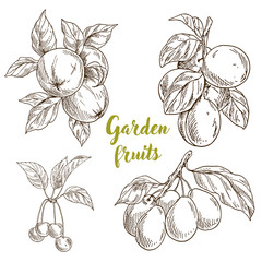 Garden fruits, apples, apricots, cherries, plums
