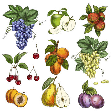 Garden fruits with leaves and branches. Cherry, apples, pear, plums, apricots, grapes. 