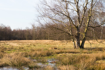 Moorlandschaft