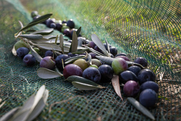 Olive harvest : close up of olives in the net.