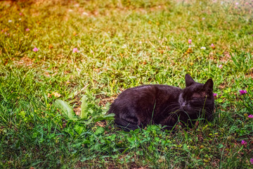Naklejka na ściany i meble Cat in grass