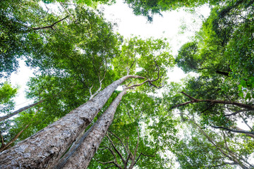 Fototapeta premium Big tree uprisen view with green leaves background