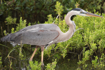 Fototapeta premium great blue heron