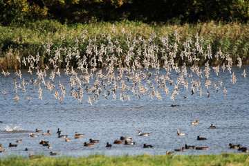 Dunlin, Calidris alpine 