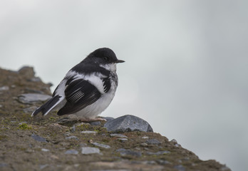 Little forktail (Enicurus scouleri) 