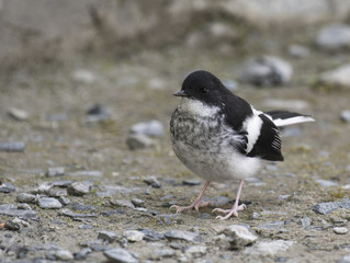 Little forktail (Enicurus scouleri) 