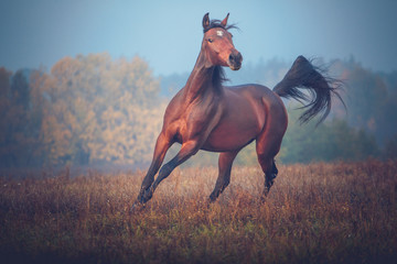 Bay horse galloping on the trees background in autumn