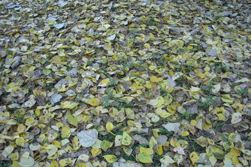 Obraz na płótnie Canvas fallen leaves