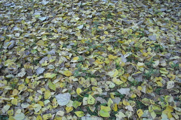 fallen leaves