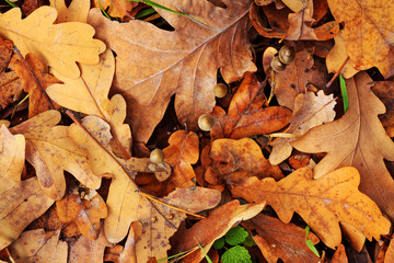 autumn leaves texture and mushrooms