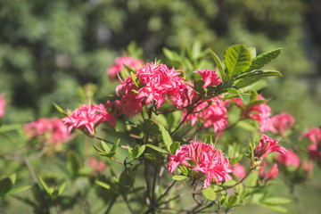 red rhododendron blooms in the botanical garden 