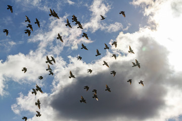 flock of pigeons in the cloudy sky