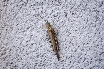 insect on the wall