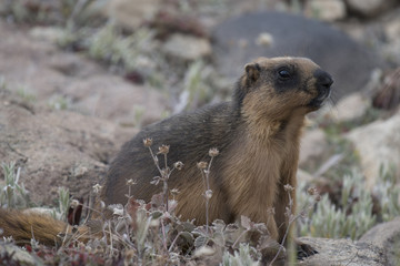 Himalayan marmot