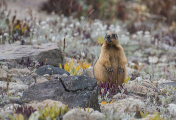 Himalayan marmot