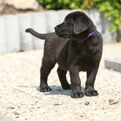 Amazing black labrador puppy