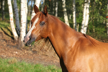 Fototapeta premium Amazing arabian horse with beautiful halter