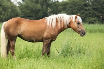 Nice haflinger with blond mane in freedom