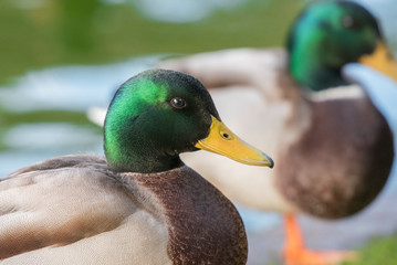 mallard duck