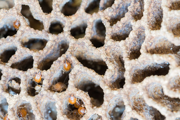 Close up of wooden and soil texture background with termite holes - Termite nest
