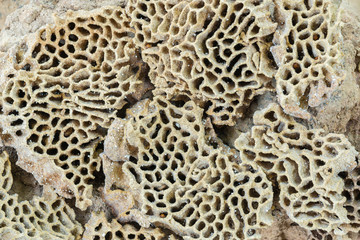 Close up of wooden and soil texture background with termite holes - Termite nest